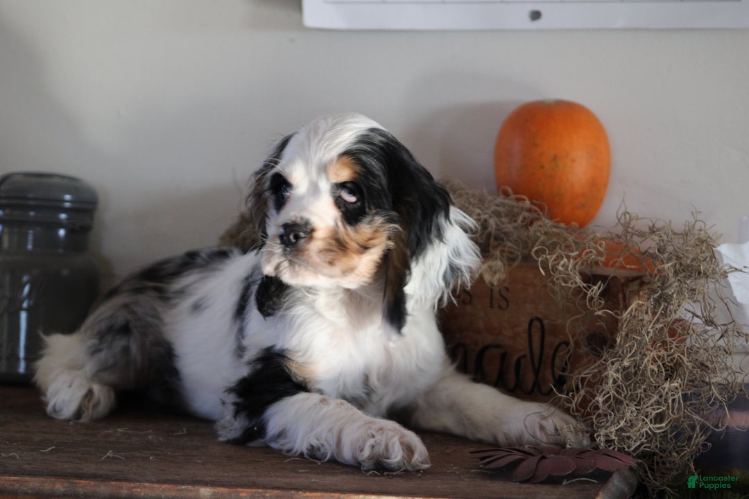English Cocker Spaniel dogs for sale: Luanne - Ad 1