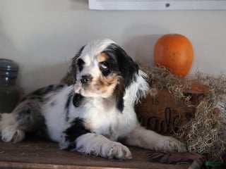 English Cocker Spaniel dogs - Ad 37