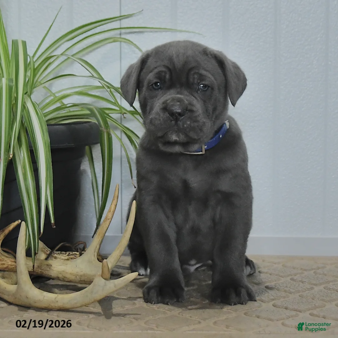 Cane Corso dogs for sale: Gnome - Ad 2