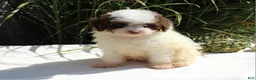 Miniature Poodle dogs for sale: Smokey - Ad 8