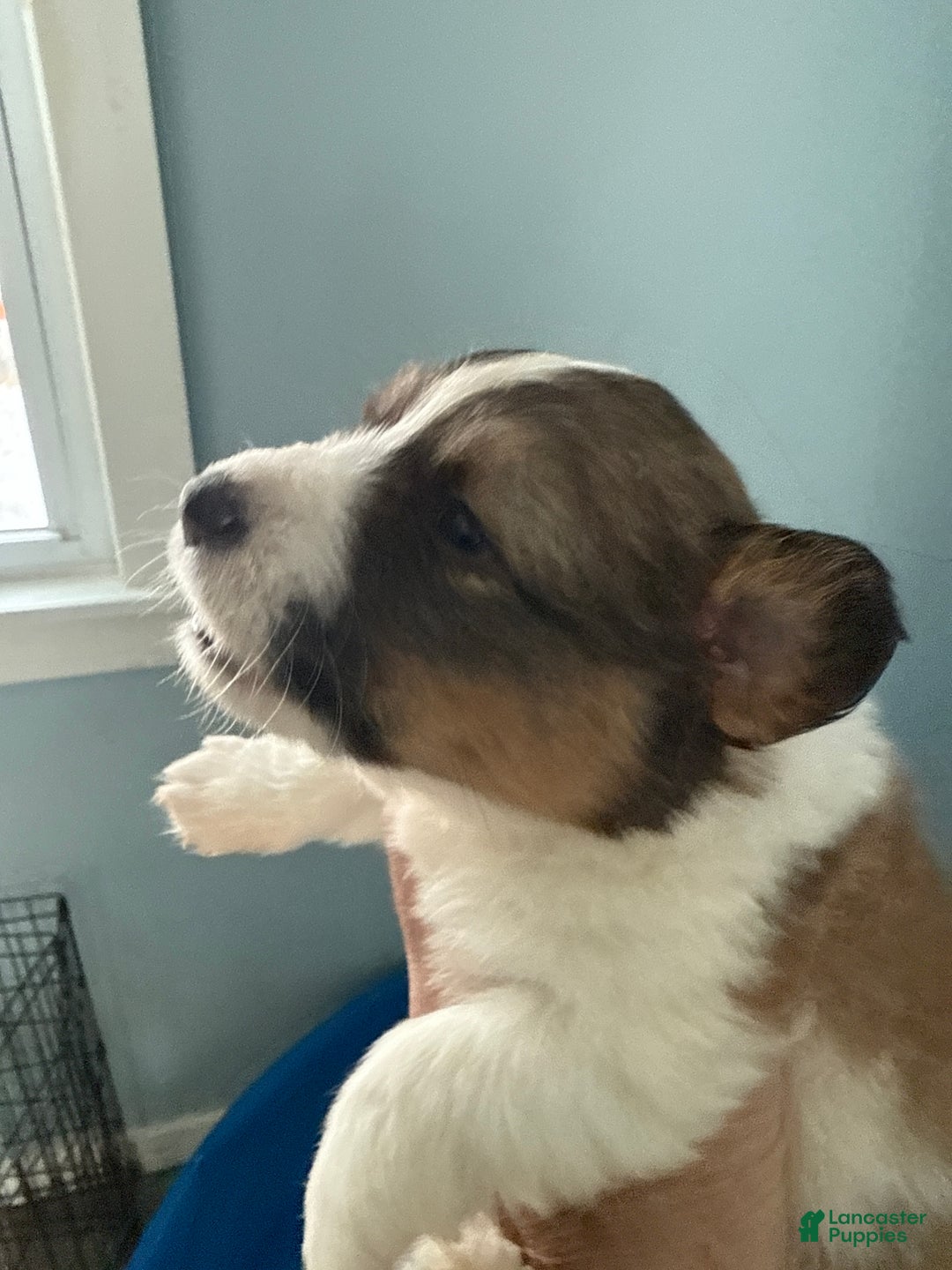 Welsh Corgi Pembroke dogs for sale: Welsh Corgi Pembroke Puppy 4 - Ad 9