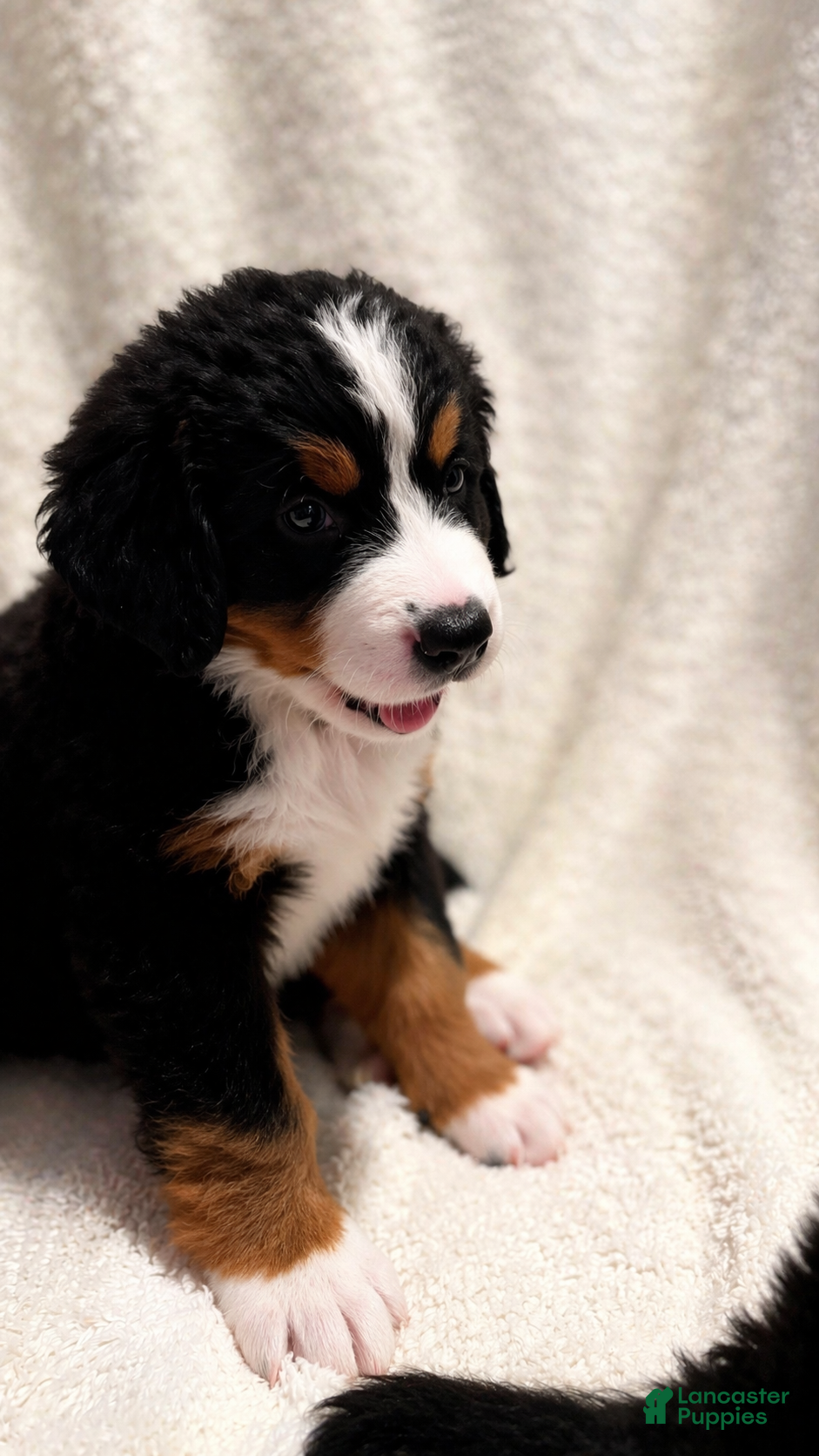 Bernese Mountain Dog dogs Miss Blue - Ad 1
