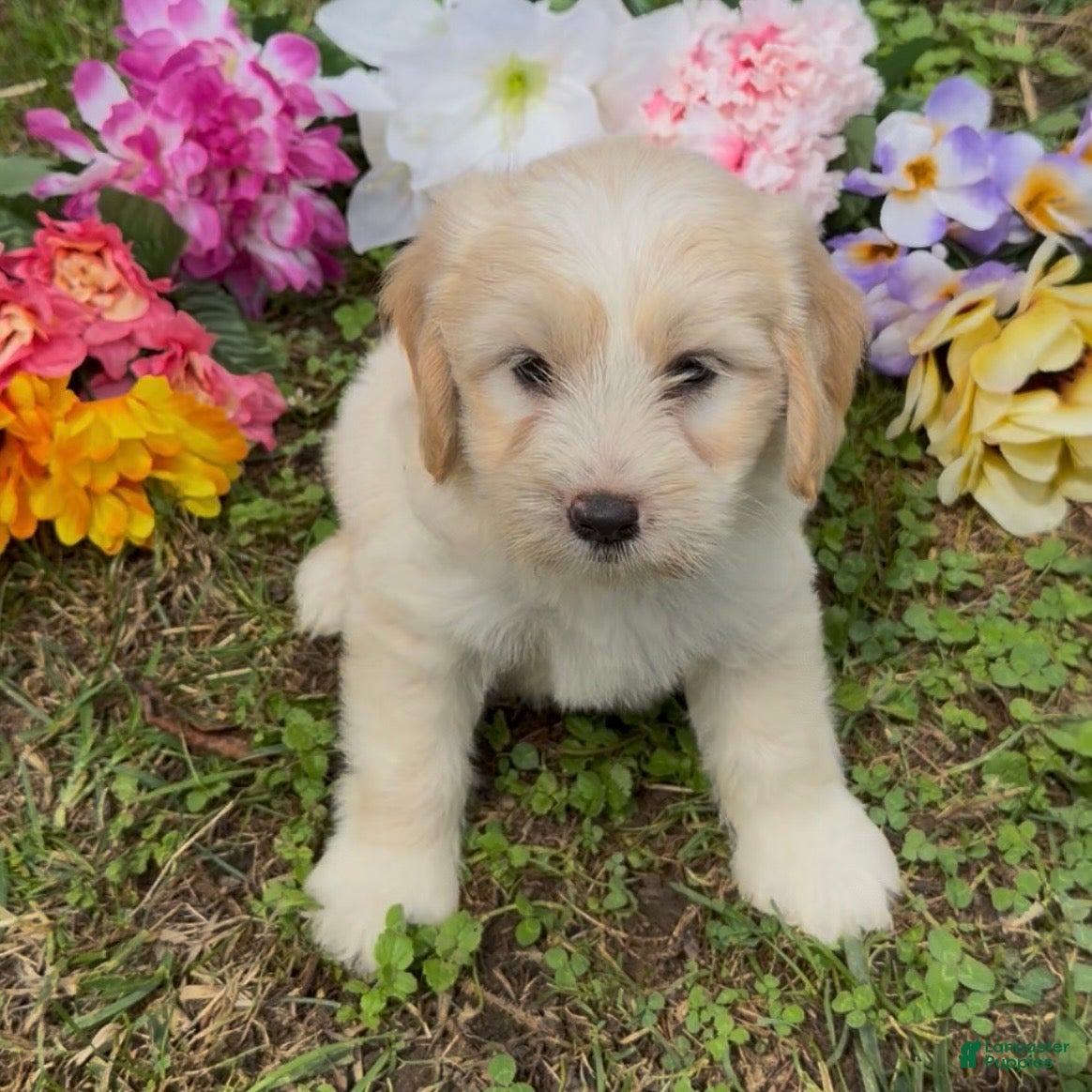 Mini Goldendoodle dogs for sale: Cedar - Ad 1