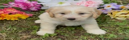 Mini Goldendoodle dogs for sale: Cedar - Ad 1