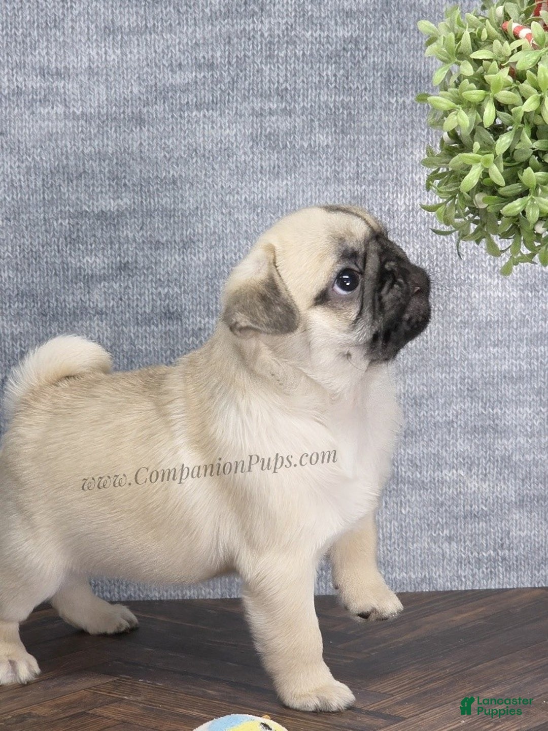 Pug dogs for sale: Excellent Christmas Present! - Silver Fawn Boy - Ad 8