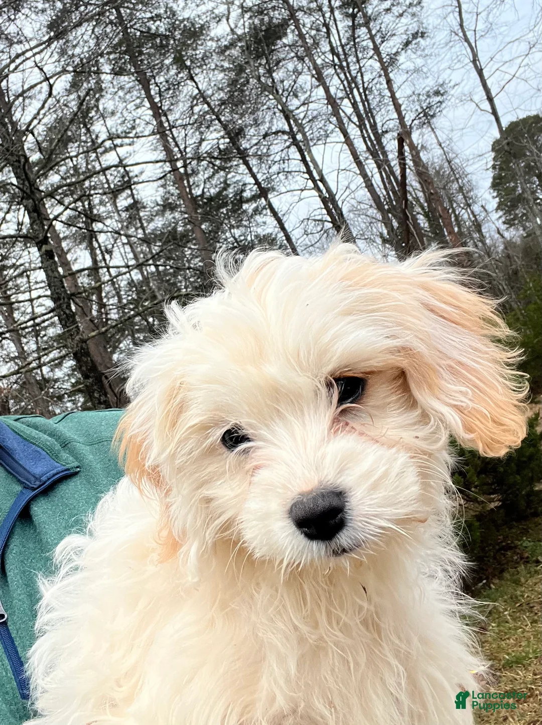 Cavachon dogs for sale: Cavachon Puppy 1 - Ad 2