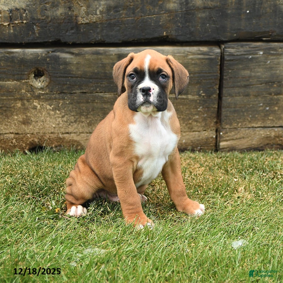 Boxer dogs Hickory - Ad 24