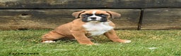 Boxer dogs for sale: Hickory - Ad 1