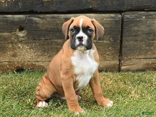 Boxer dogs Hickory - Ad 28