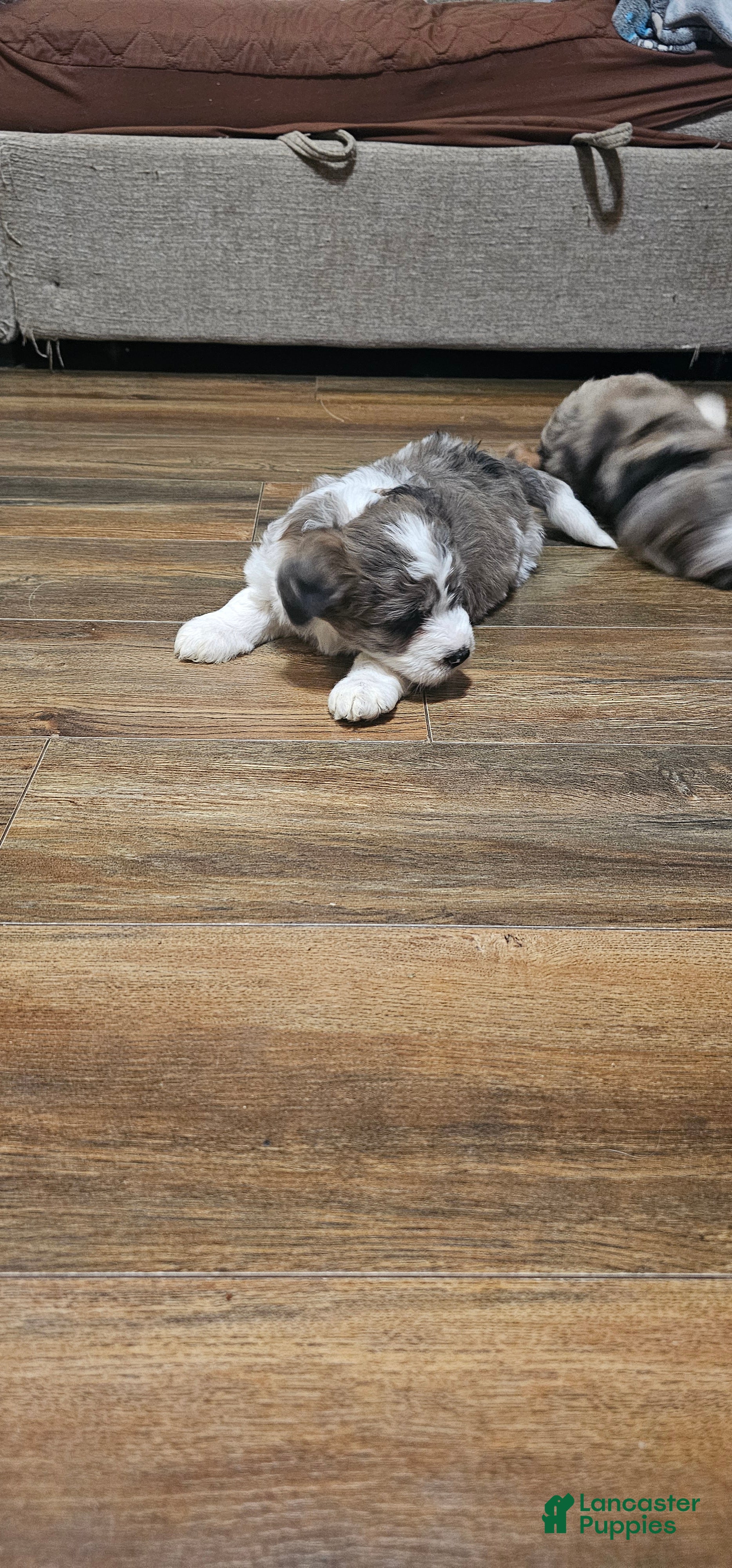 Mixed Breed dogs El girl - Ad 17