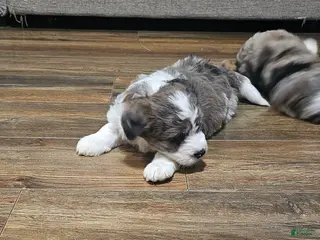 Mixed Breed dogs El girl - Ad 17