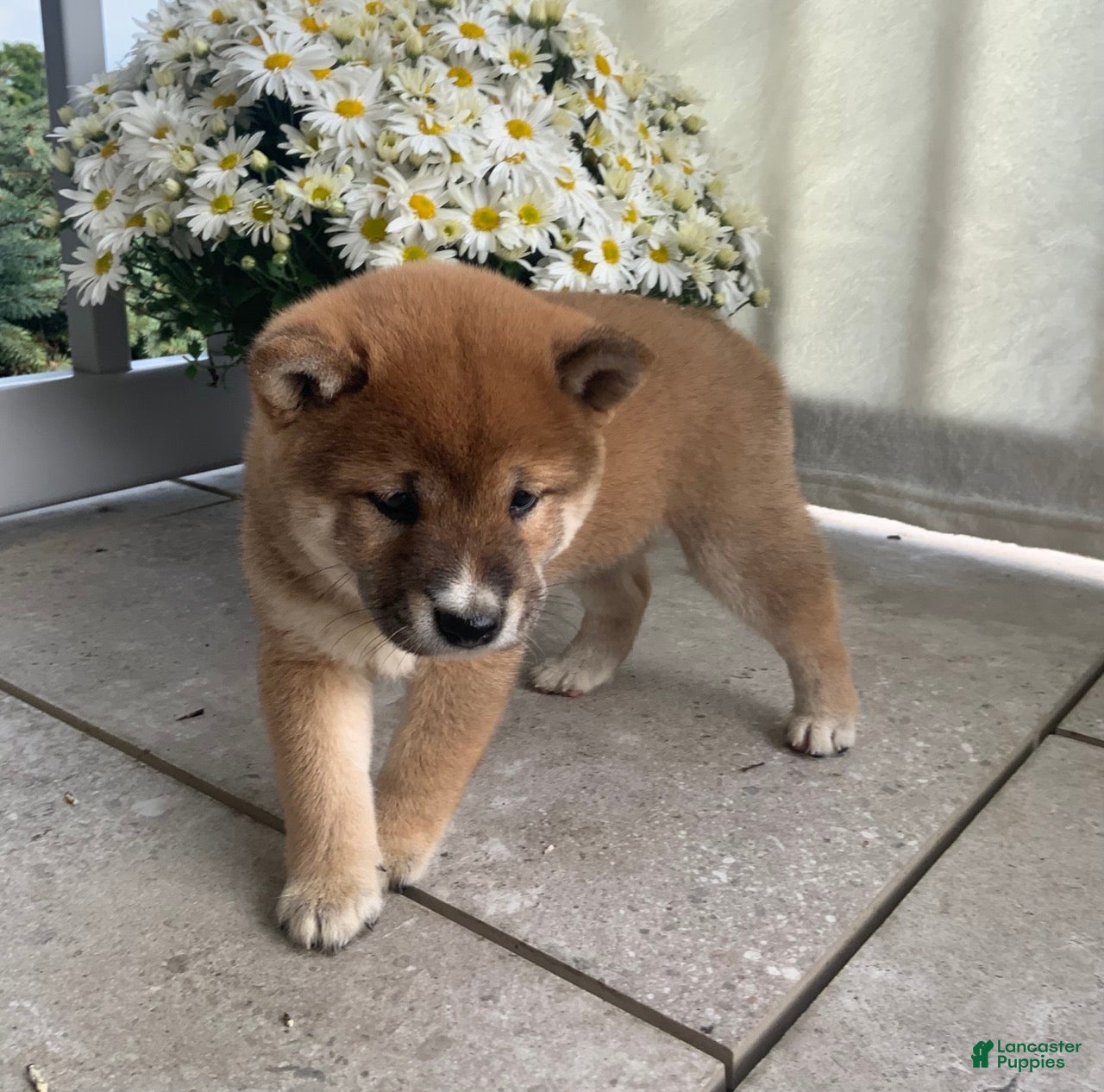 Shiba Inu dogs Cleo - Ad 6