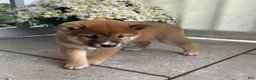 Shiba Inu dogs for sale: Cleo - Ad 1