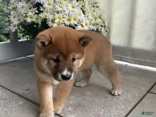 Shiba Inu dogs Cleo - Ad 6