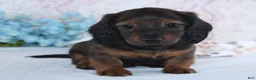 Miniature Dachshund dogs for sale: Hayden - Ad 2