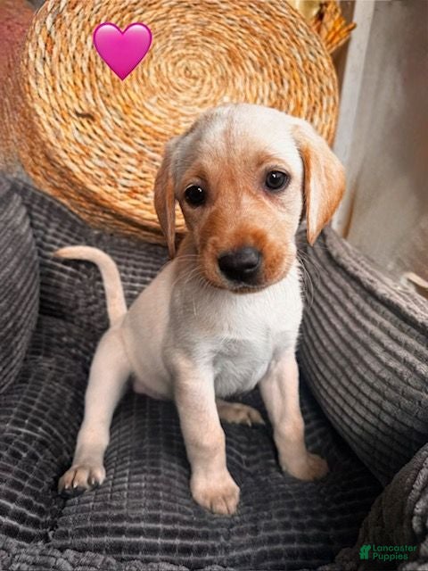 Labrador Retriever dogs Pink Collar Female - Ad 2