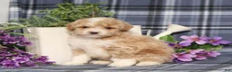 Miniature Poodle dogs for sale: Tobias  - Ad 2