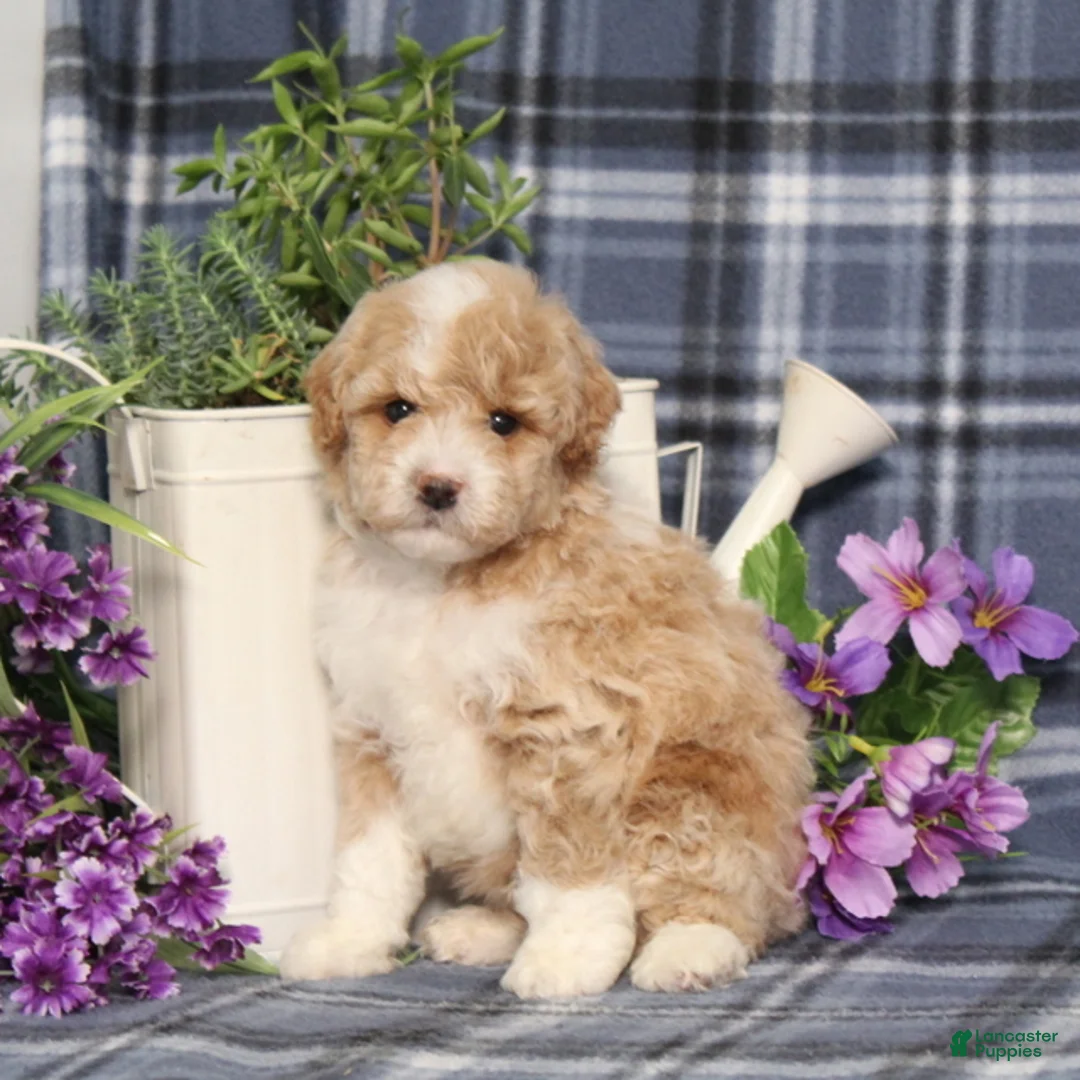 Miniature Poodle dogs for sale: Tobias  - Ad 2