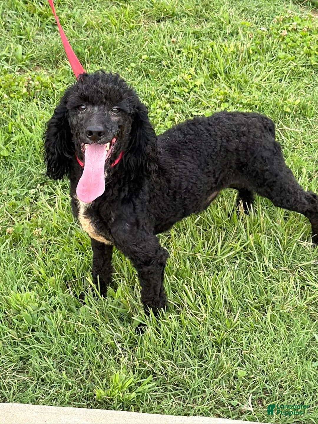 Miniature Poodle dogs for sale: Elvis - Ad 1