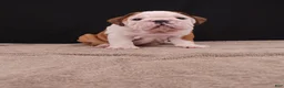 English Bulldog dogs for sale: Bruno - Ad 27