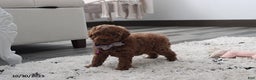 Toy Poodle dogs for sale: Paige - Ad 11