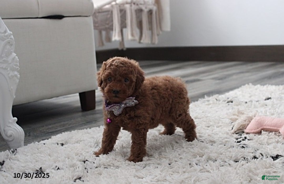 Toy Poodle dogs for sale: Paige - Ad 11