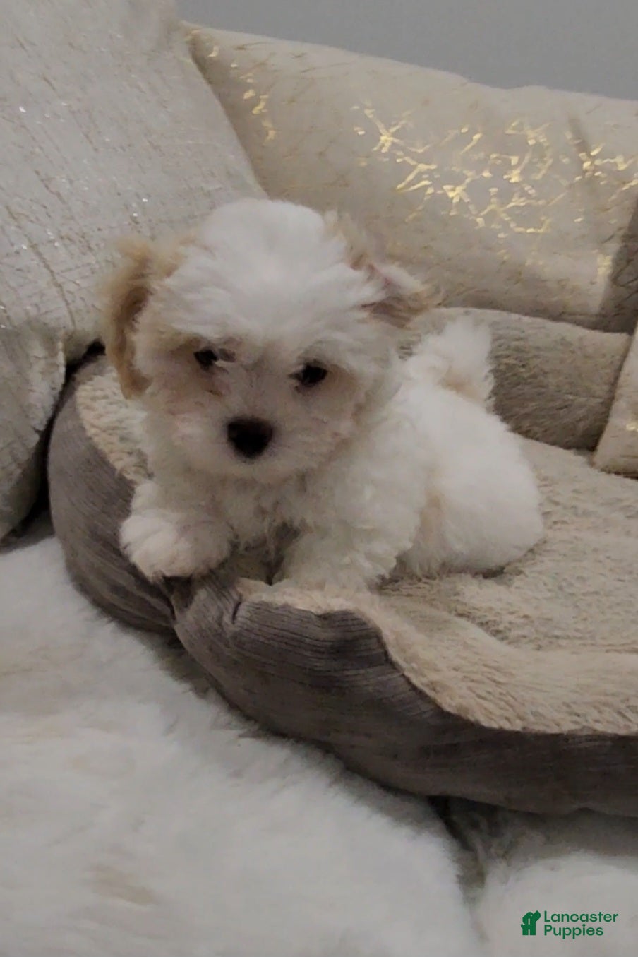 Shihpoo dogs for sale: Prince (Mr. Purple) - Ad 2
