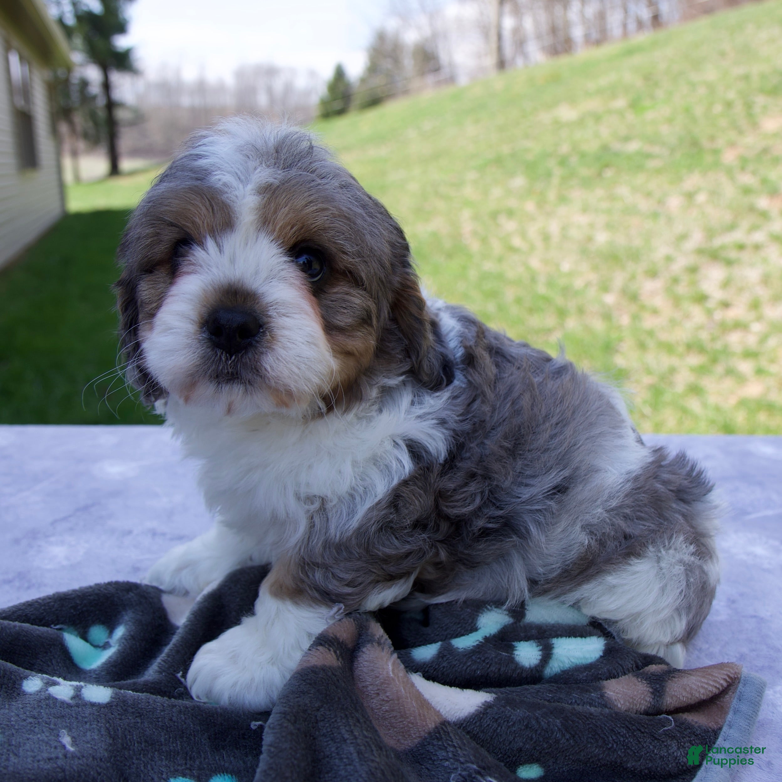 Cavapoo dogs Brody - Ad 2