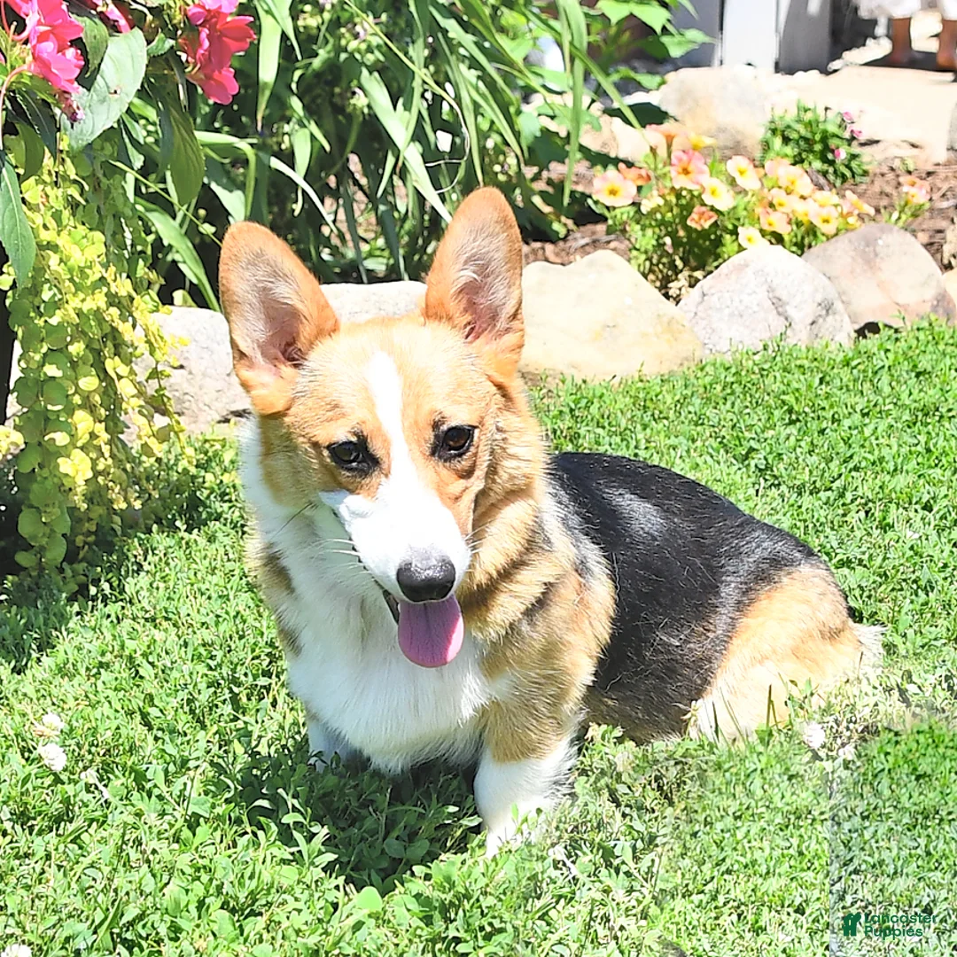 Welsh Corgi Pembroke dogs for sale: Banjo - Ad 6
