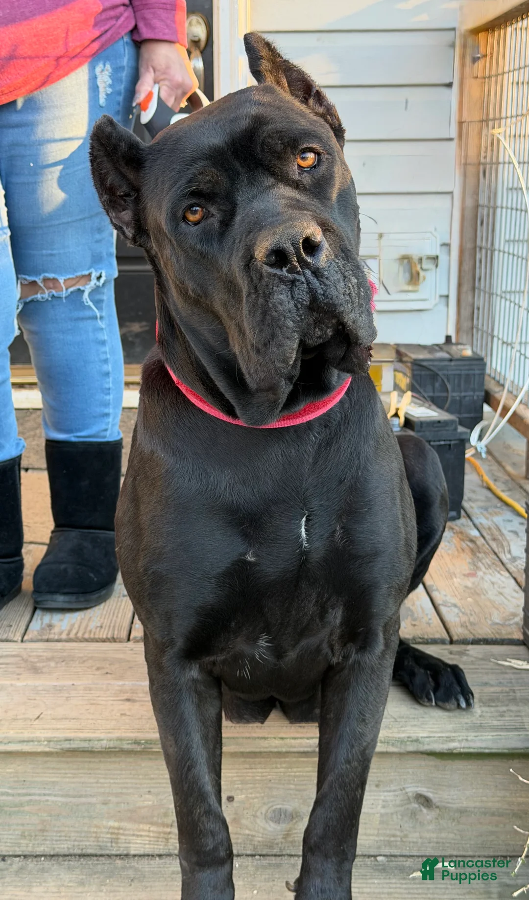 Cane Corso dogs for sale: Cane Corso Puppy 1 - Ad 9