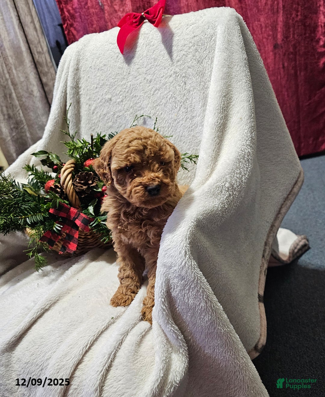 Havapoo dogs for sale: Sam - Ad 1