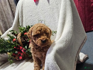 Havapoo dogs Sam - Ad 3