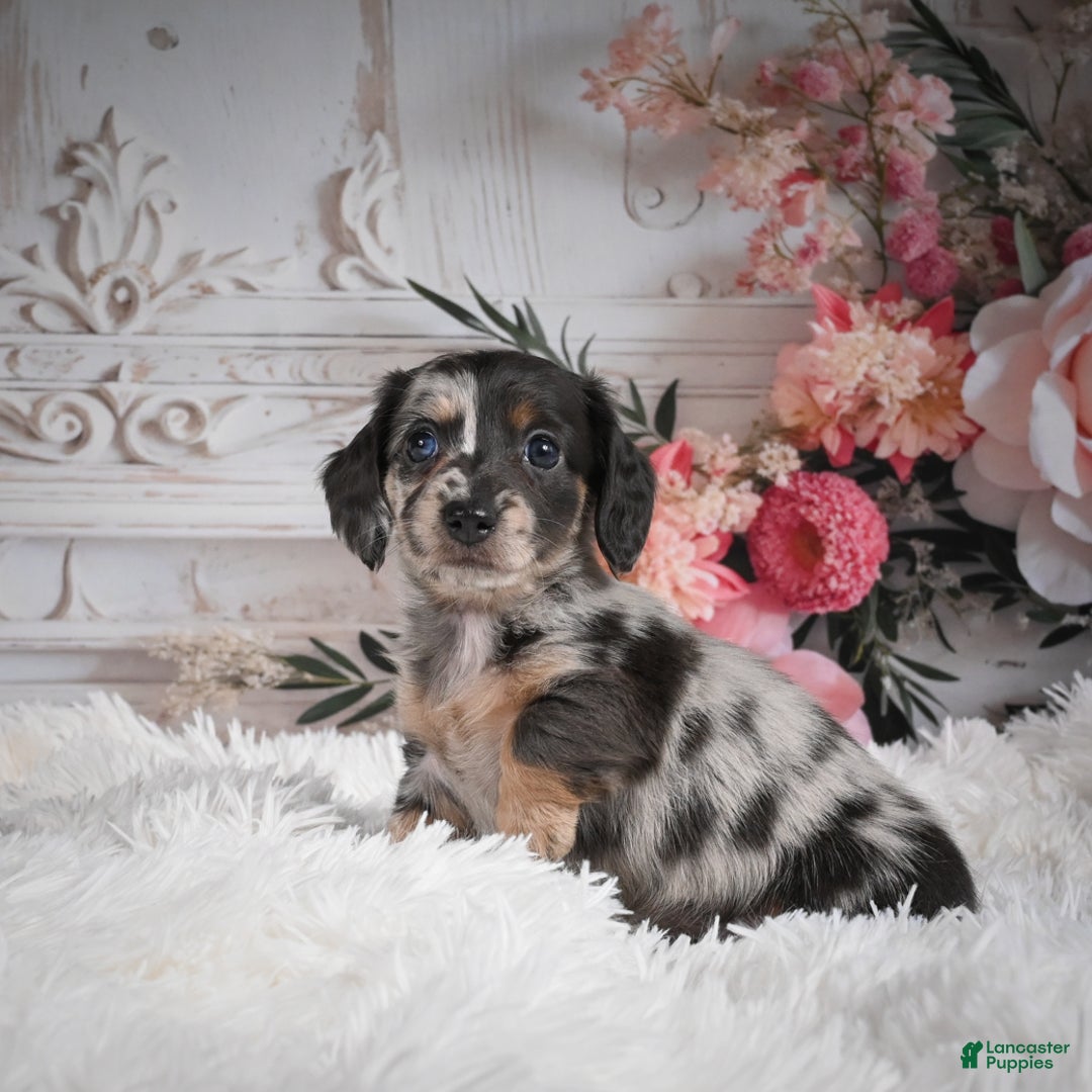 Miniature Dachshund dogs for sale: Precious-AKC - Ad 3