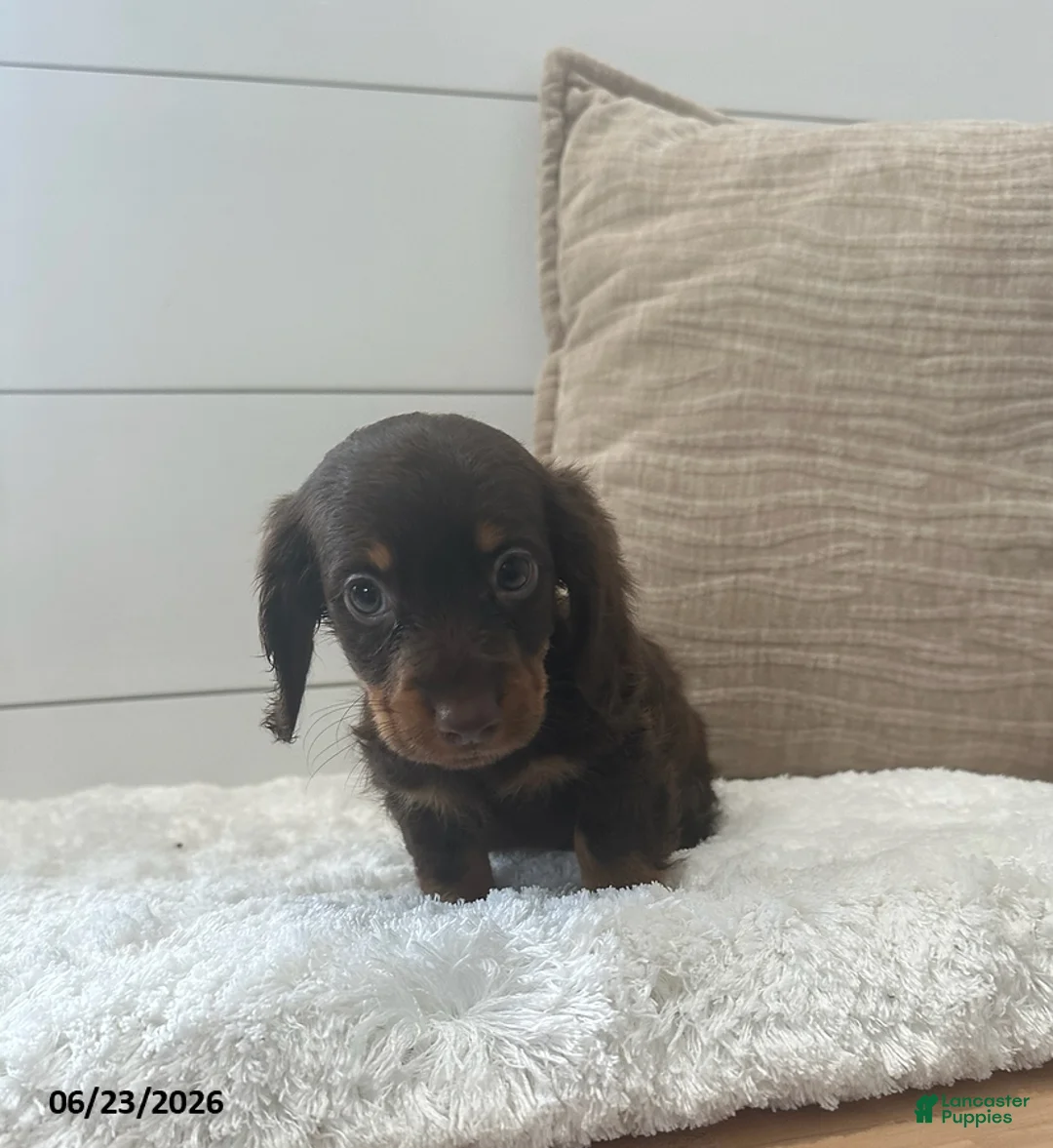 Miniature Dachshund dogs for sale: Peanut - Ad 4