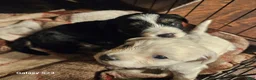 Yochon dogs for sale: Buddy - Ad 2