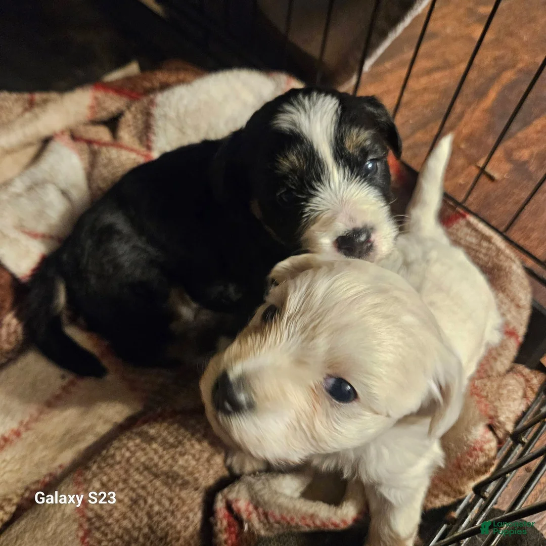 Yochon dogs for sale: Buddy - Ad 2