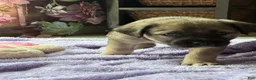 Mixed Breed dogs for sale: Felon - Ad 8