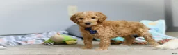 Standard Poodle dogs for sale: Dexter AKC - Ad 2