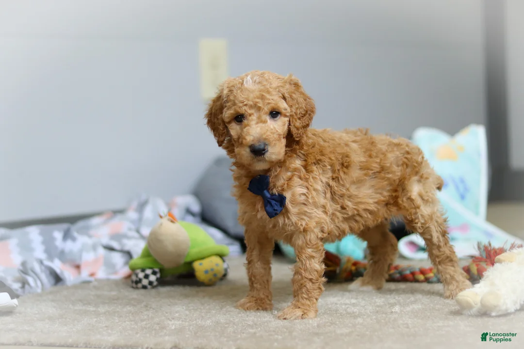 Standard Poodle dogs for sale: Dexter AKC - Ad 2
