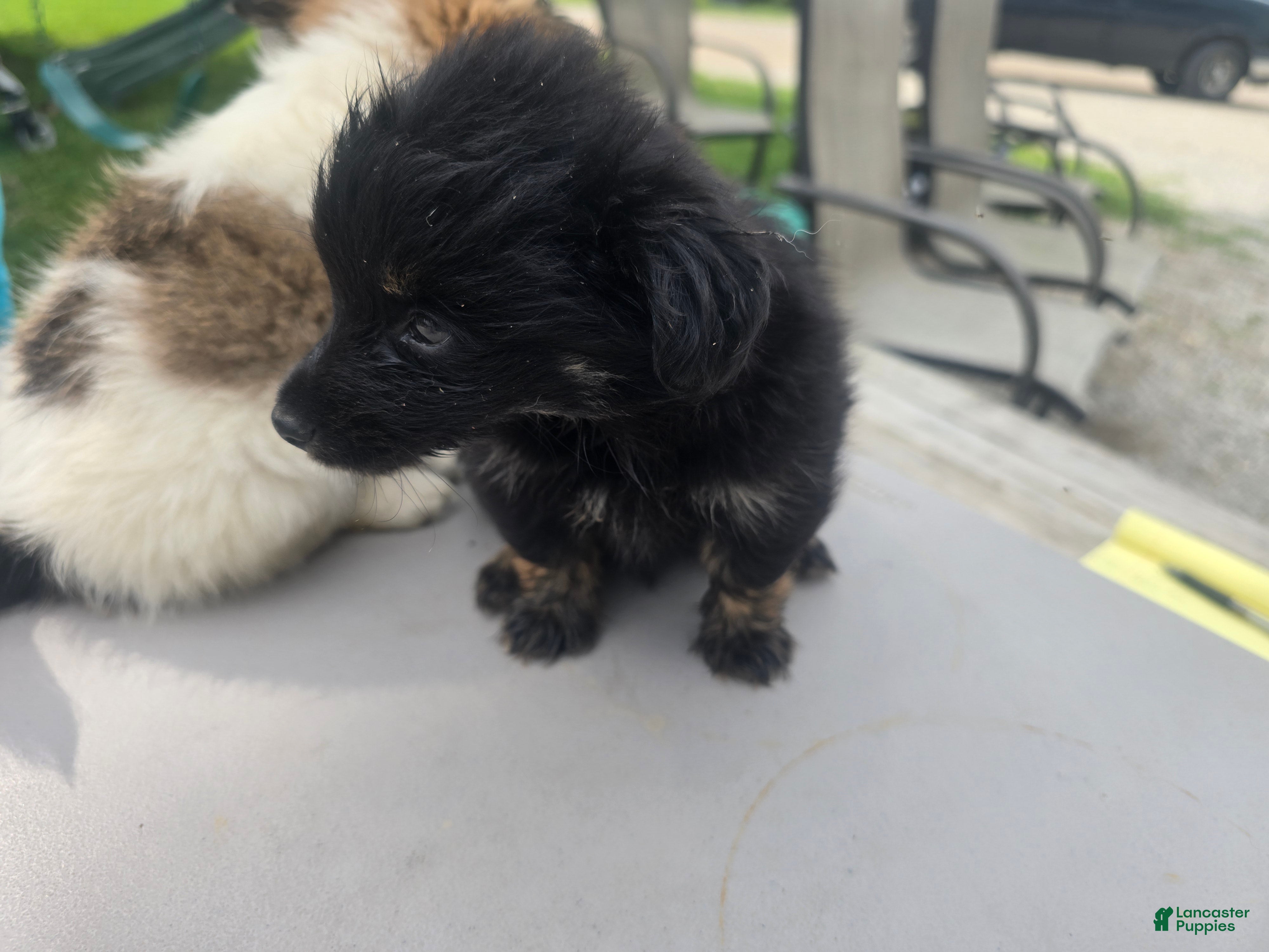 Pomchi dogs Mittens - Ad 2