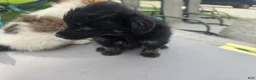 Pomchi dogs for sale: Mittens - Ad 2
