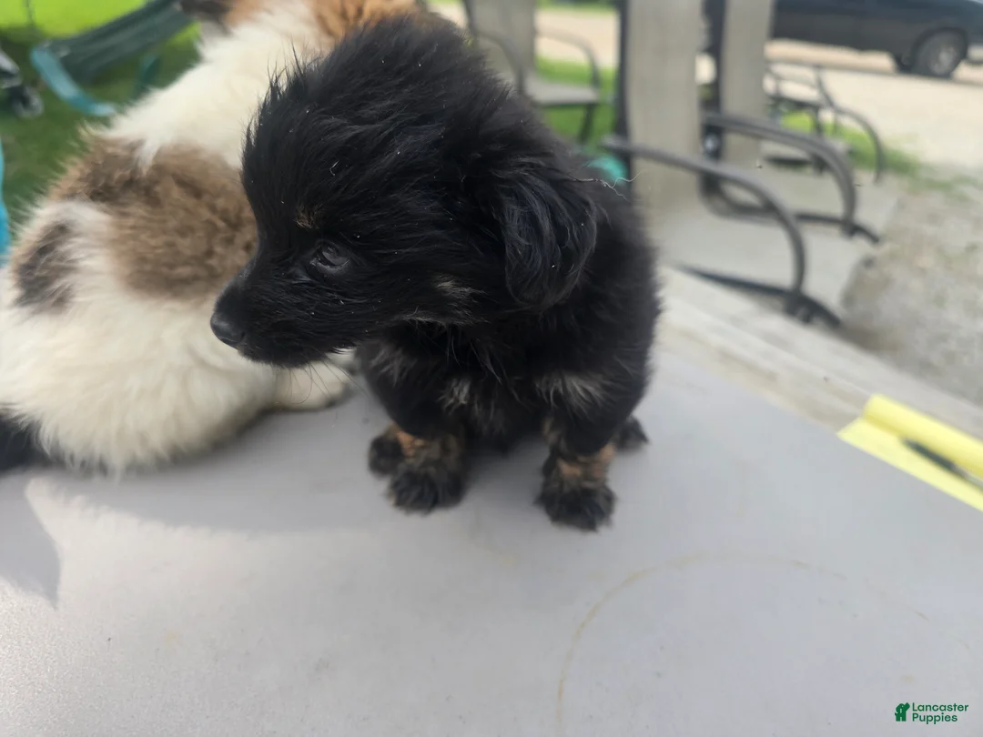 Pomchi dogs for sale: Mittens - Ad 2