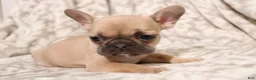 French Bulldog dogs for sale: Link - Ad 11