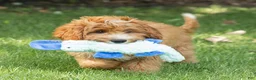 Cavapoo dogs for sale: Happy Cavapoo  - Ad 4