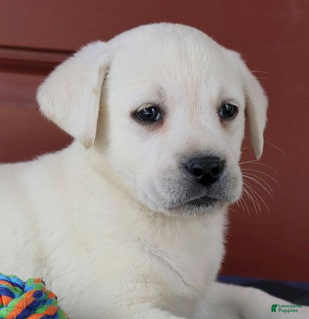 Labrador Retriever dogs for sale: Madison - Champ lines - Ad 3