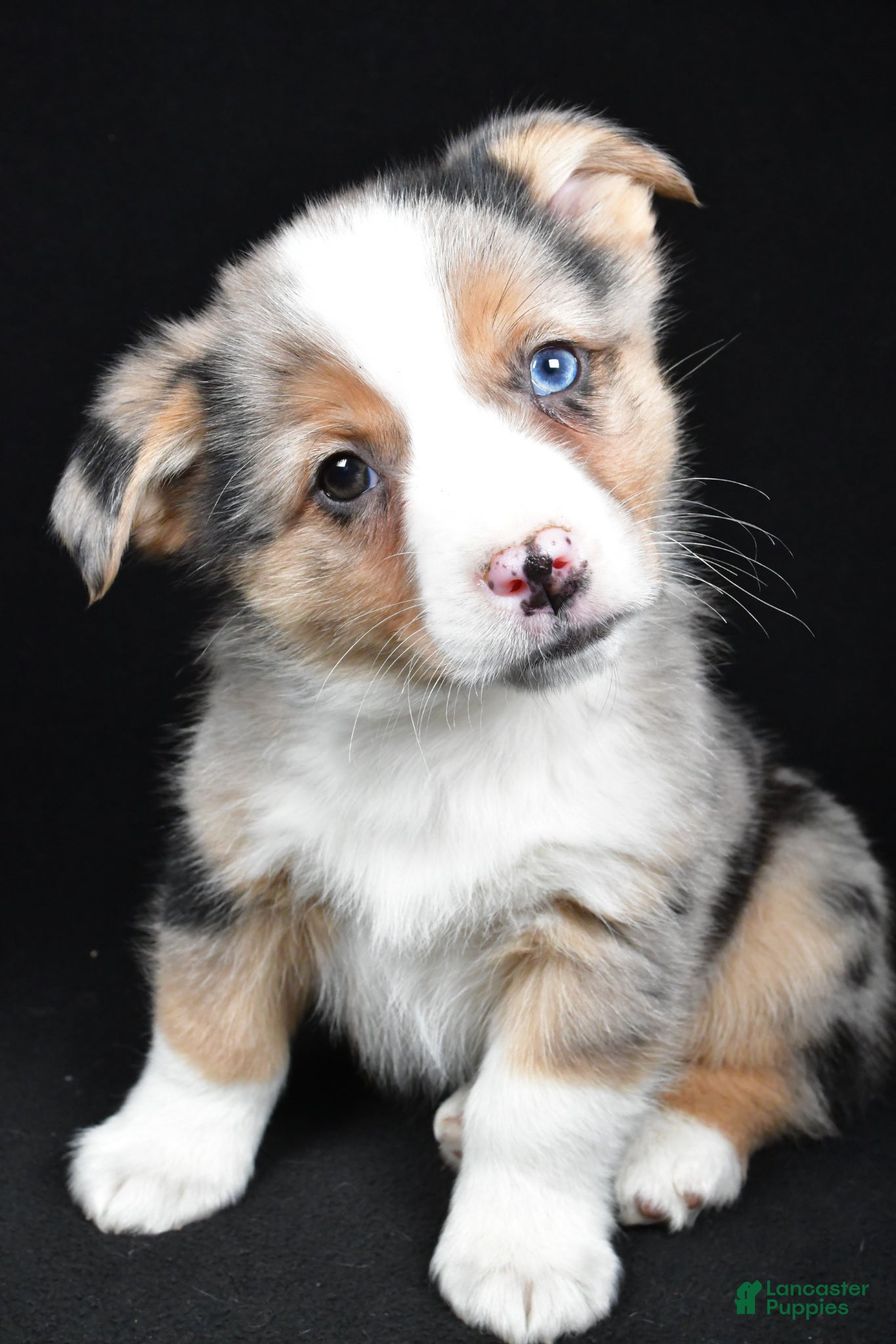 Mixed Breed dogs Cash - Ad 1