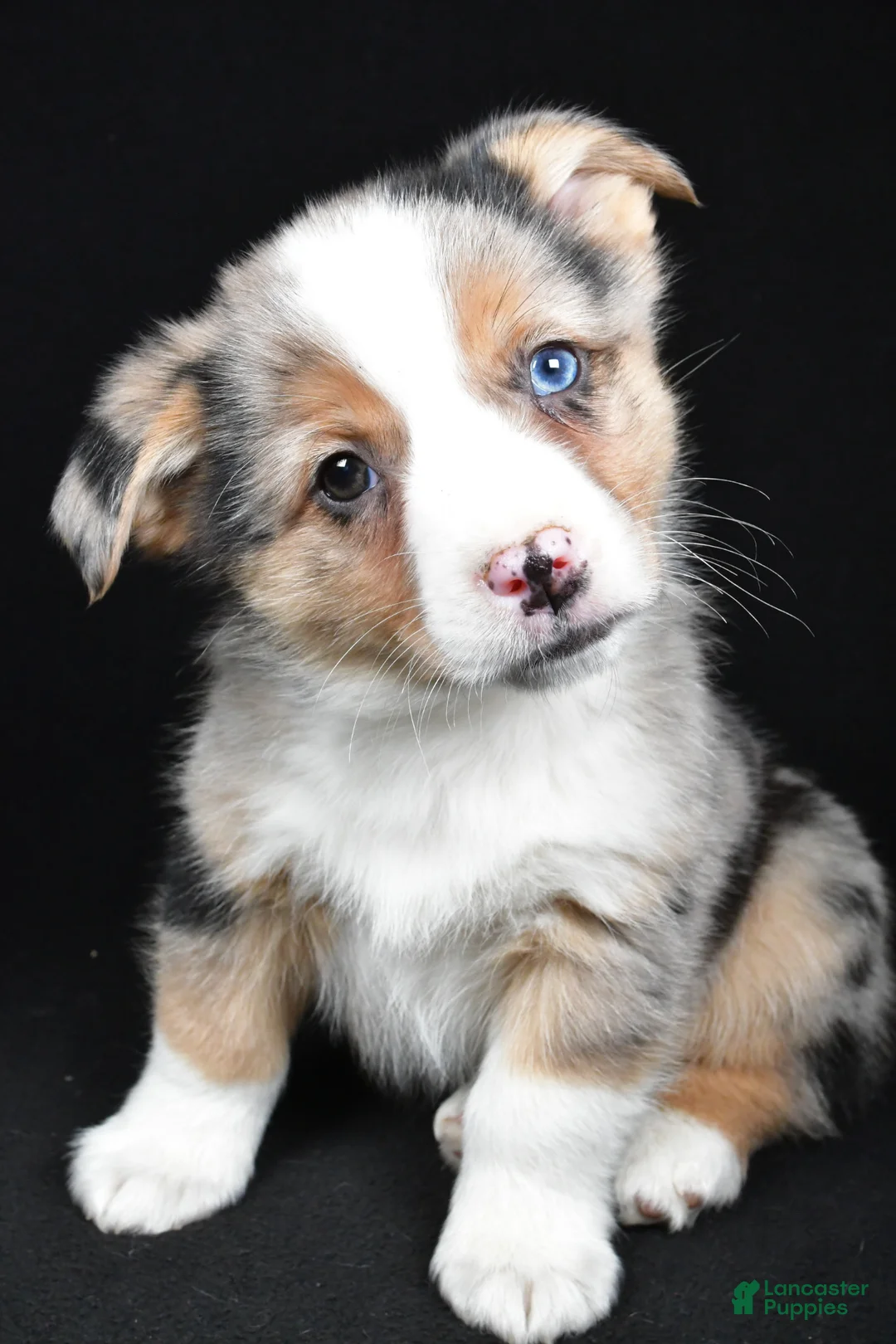 Mixed Breed dogs for sale: Cash - Ad 1