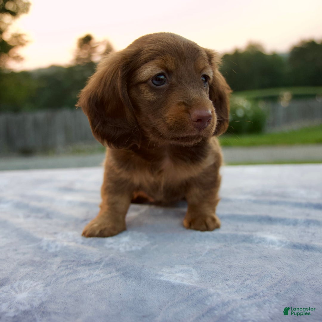 Tan Miniature Dachshunds Black And Tan Long Haired Dachshund