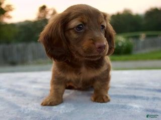 Miniature Dachshund dogs - Ad 15