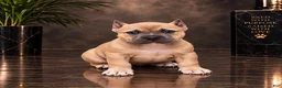 American Bully dogs for sale: Brownie - Ad 1